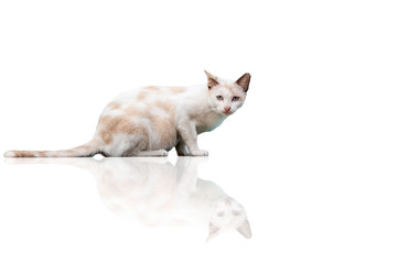 Stray cat white house wall nature faithful that separated from the background
