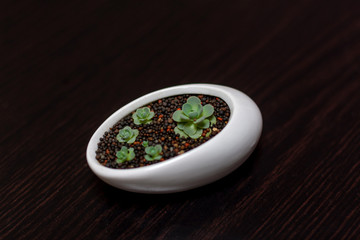 Close-up of succulents on dark background, Orostachys boehmeri (Makino) Hara
