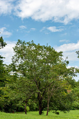 A tree in the public garden in summer