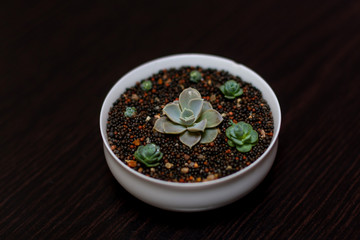  Close-up of succulents on dark background, Echeveria lilacina Kimnach & Moran