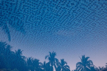 Fototapeta na wymiar coconut palm trees reflection in blue mosaic tiles in swimming pool. sunrise dawn time. creative tropical travel holiday concept