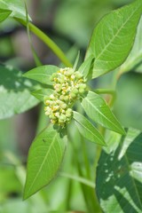 Euphorbia heterophylla grass flower in nature garden