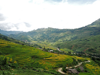 Rice fields in Sapa, Vietnam.