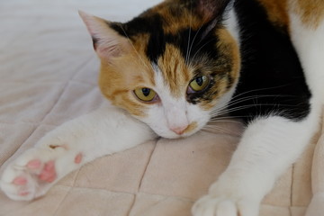 のんびり三毛猫