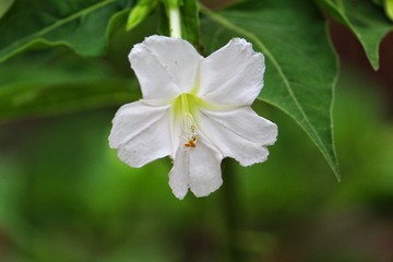nice looking white flower in backyard flower garden