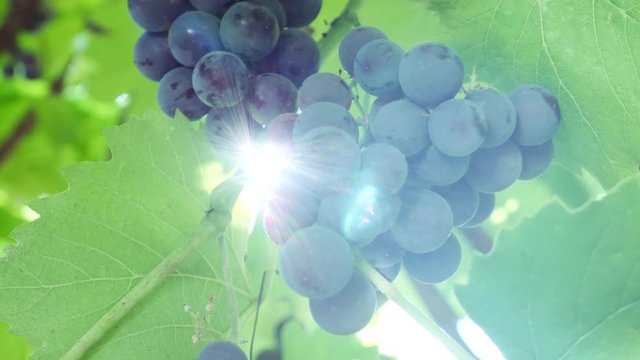 Ripe dark purple grapes on vines tree in sunlight during wine harvest on green background on vineyard. Organic bio food, nature and fine wine handmade concept