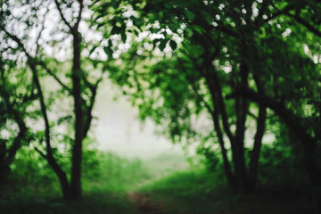 Bokeh of vivid leaves of trees in sunlight. Natural green background. Blurred rich greenery with copy space. Abstract texture of defocused lush foliage in sunny day. Backdrop of scenic nature in blur.