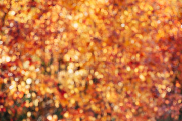 Blurred texture of lush variegated foliage. Defocused nature autumn background in sunset. Blurry natural fall backdrop in sunrise. Multicolor bokeh. Yellow orange red autumn palette in golden hour.