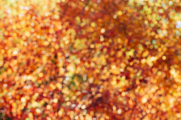 Blurred texture of lush variegated foliage. Defocused nature autumn background in sunset. Blurry natural fall backdrop in sunrise. Multicolor bokeh. Yellow orange red autumn palette in golden hour.