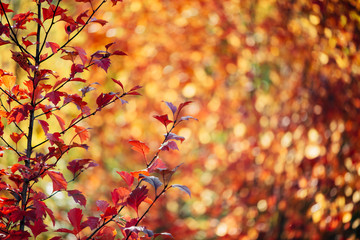 Vivid red leaves of hawthorn on autumn bokeh background. Beautiful shrub of crataegus on fall hedge texture in sunrise. Rich flora in sunset. Colorful foliage in golden hour. Scenic natural backdrop.