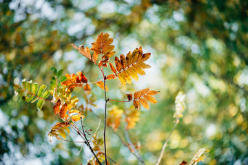 Wild rowan branch in autumn forest on sky bokeh background. Orange fall leaf in sunlight close-up. Autumn woodland backdrop with colorful rich flora in sunny light. Yellow rowan leaves in backlight.