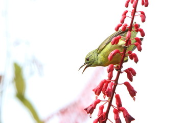Bird on red flowers
