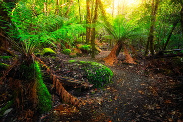 Beautiful path in lush tropical rainforest jungle in Tasman peninsula, Tasmania, Australia. The ancient jurassic age jungle is part of three capes track, famous bush walking of Tasmania, Australia.