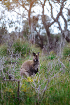 Wild wallaby hopping in bushes in Tasmania, Australia.