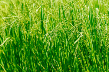 Green grains are growing in rice fields.