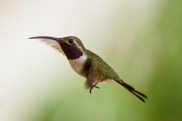 hummingbird in flight