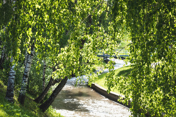 Green branches of white birch are spread over the small river in the park for rest.