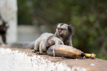 Beautiful Monkey on Nature in Brazil
