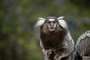 Beautiful Monkey on Nature in Brazil