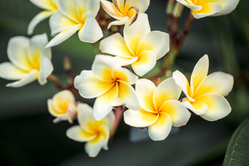 Obraz premium Frangipani flower Plumeria alba . Tropical white flowers with yellow middle
