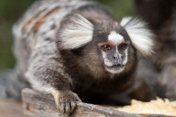 Beautiful Monkey on Nature in Brazil