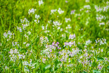 二子玉川の河川敷に咲くなずな