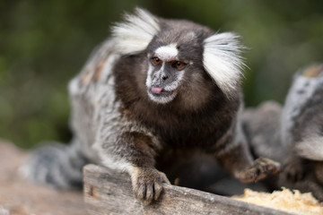 Naklejka premium Beautiful Monkey on Nature in Brazil