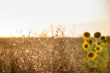 Beautiful large field with sunflowers at sunset