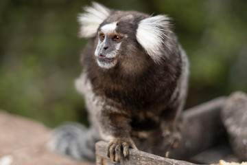 Beautiful Monkey on Nature in Brazil