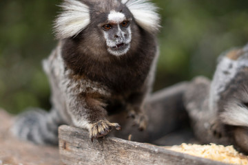 Beautiful Monkey on Nature in Brazil