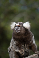 Beautiful Monkey on Nature in Brazil