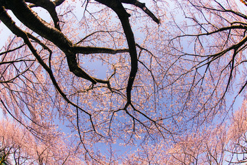 満開の桜と晴天の青空（調布飛行場）