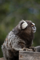 Fototapeta premium Beautiful Monkey on Nature in Brazil