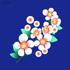 Cherry blossom isolate, Vector illustration design element
