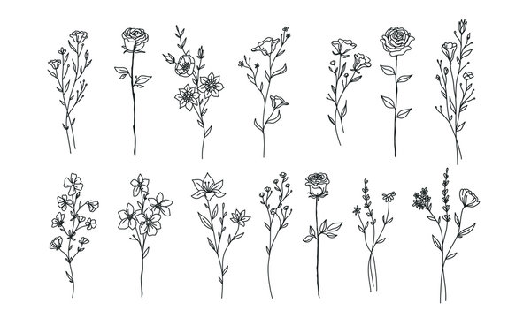 nature floral illustration vector for design element & wedding stock