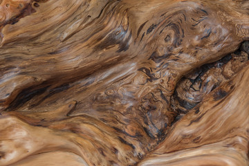 Tree root wood closeup abstract texture