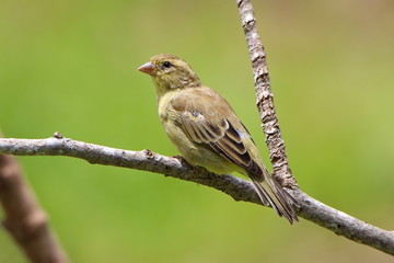 Bird on a branch