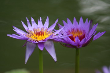 Two Purple Water lily 2019