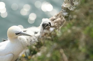 A Gannet, Morus bassanus, sitting next to its cute chick on the nest on the edge of a cliff in the UK.	
