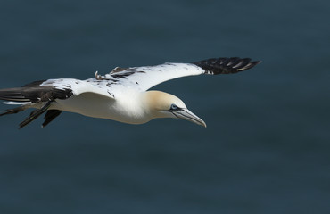 A beautiful Gannet, Morus bassanus, flying above the sea in the UK.	