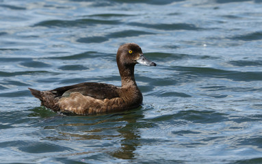 A pretty female Tufted Duck, Aythya fuligula, swimming on a lake in the UK.	