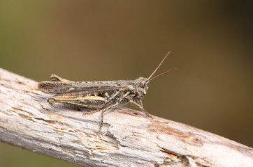 A Mottled Grasshopper, Myrmeleotettix maculatus, perching on a twig in heath land.	