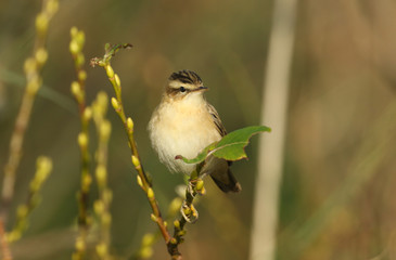 	 A beautiful Sedge Warbler, Acrocephalus schoenobaenus, perching on a branch in a Willow Tree.	