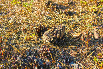 autumn leaves in the forest