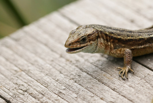 A head shot of a Common Lizard, Zootoca vivipara, on a wooden boardwalk with its mouth open. It has just finished eating an insect. 