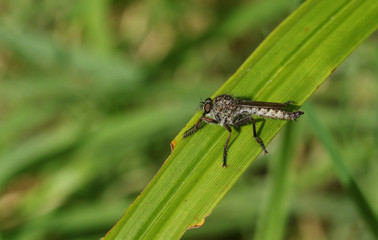 A hunting Robberfly  perching on a reed in a woodland glade in the UK.