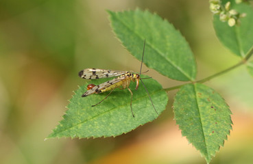 A male Scorpion Fly, Panorpa communis, perched on a leaf in a woodland glade in the UK.
