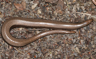 An Anguis fragilis, or slow worm warming up on the forest floor before going hunting.