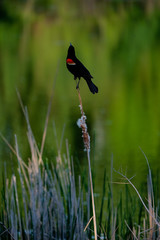 Red-winged black bird