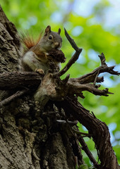 Squirrel on a tree